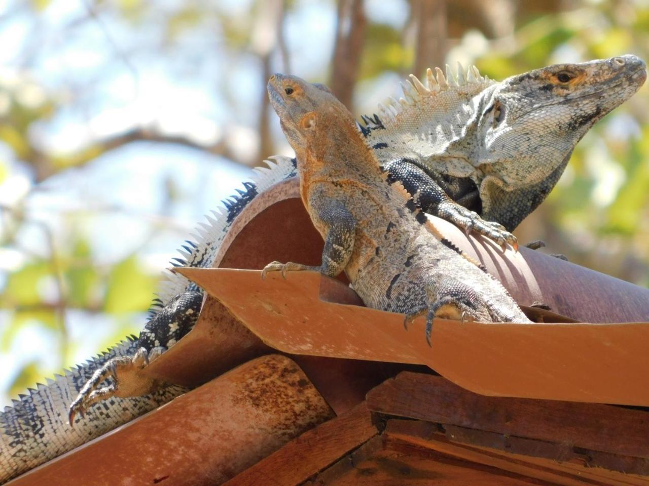 Calipso Ocean Lodge- Avellana Beach Hotel プラヤ・アベヤナ エクステリア 写真
